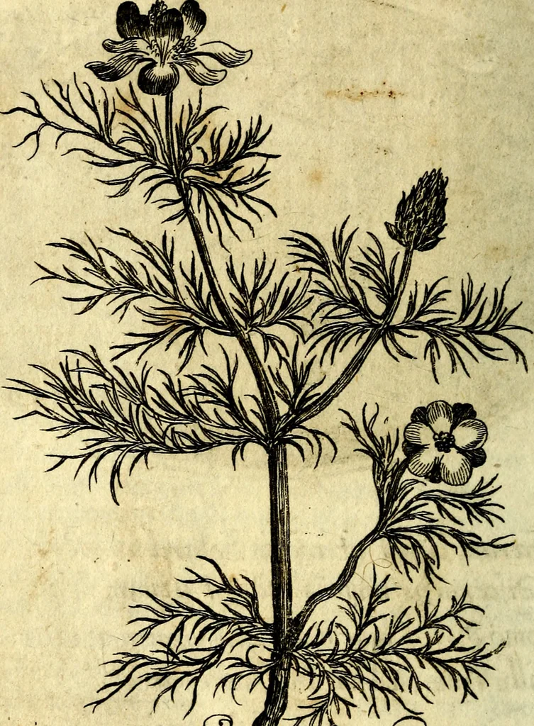 An illustration from Die mit teutschen Saiten überzogene, heilige Kron-Harffe, oder, Verfassung des gantzen Psalter Davids in teutsche Reim-Gebände : vermittelst sonderbarer darzu mit dem basso continuo, neu-verfertigter Kunst-Melodeyen ..., 1680, leaf 799