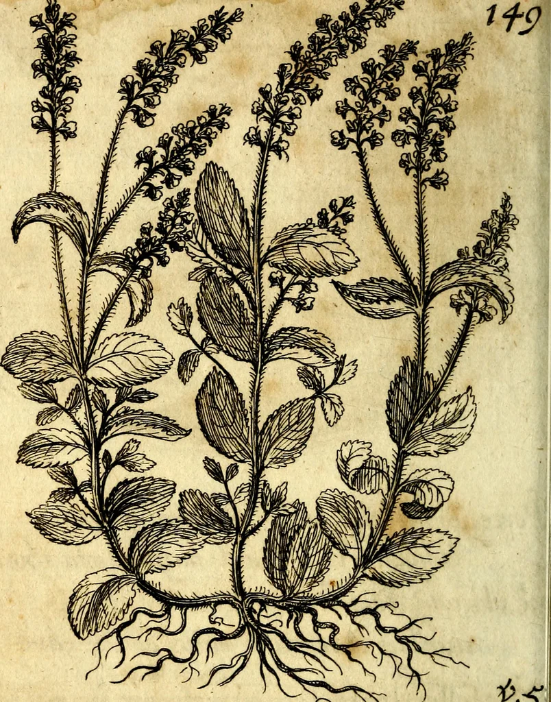 An illustration from Die mit teutschen Saiten überzogene, heilige Kron-Harffe, oder, Verfassung des gantzen Psalter Davids in teutsche Reim-Gebände : vermittelst sonderbarer darzu mit dem basso continuo, neu-verfertigter Kunst-Melodeyen ..., 1680, leaf 825