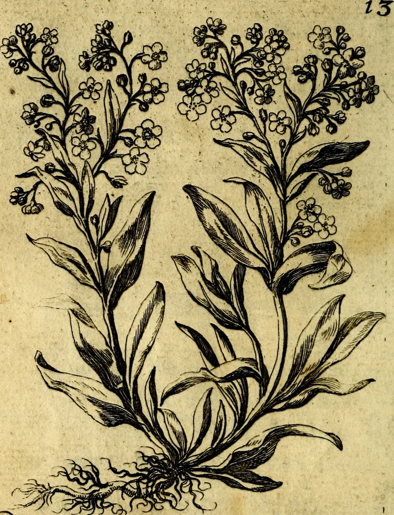 An illustration from Die mit teutschen Saiten überzogene, heilige Kron-Harffe, oder, Verfassung des gantzen Psalter Davids in teutsche Reim-Gebände : vermittelst sonderbarer darzu mit dem basso continuo, neu-verfertigter Kunst-Melodeyen ..., 1680, leaf 85