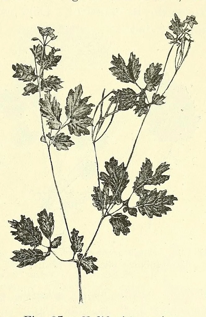 An illustration from Die mutationstheorie. Versuche und beobachtungen über die entstehung von arten im pflanzenreich, 1901, leaf 153