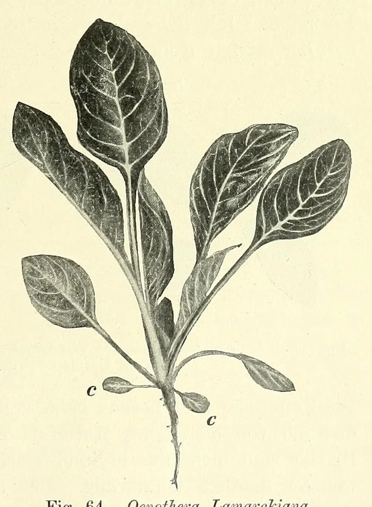 An illustration from Die mutationstheorie. Versuche und beobachtungen über die entstehung von arten im pflanzenreich, 1901, leaf 253