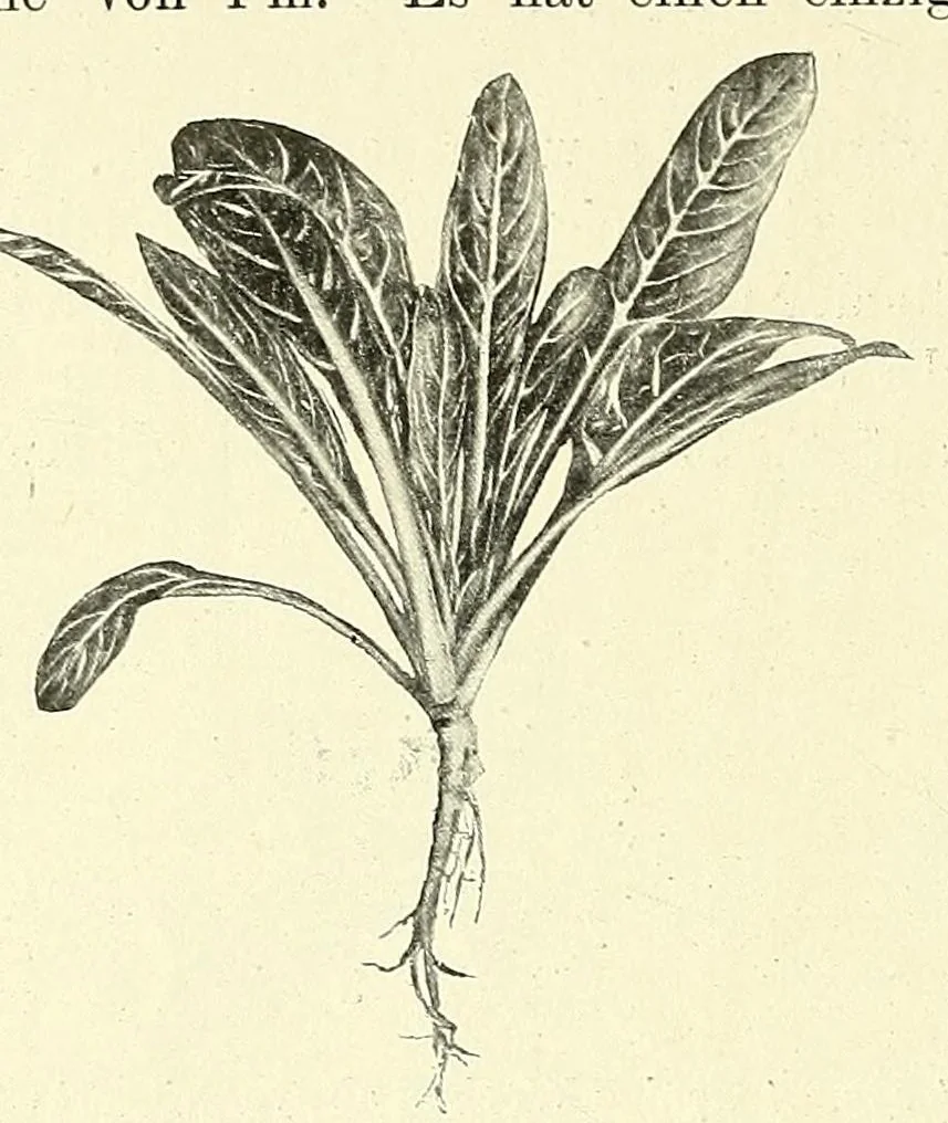 An illustration from Die mutationstheorie. Versuche und beobachtungen über die entstehung von arten im pflanzenreich, 1901, leaf 268