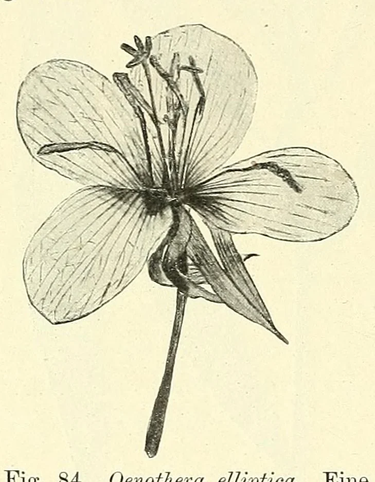 An illustration from Die mutationstheorie. Versuche und beobachtungen über die entstehung von arten im pflanzenreich, 1901, leaf 306