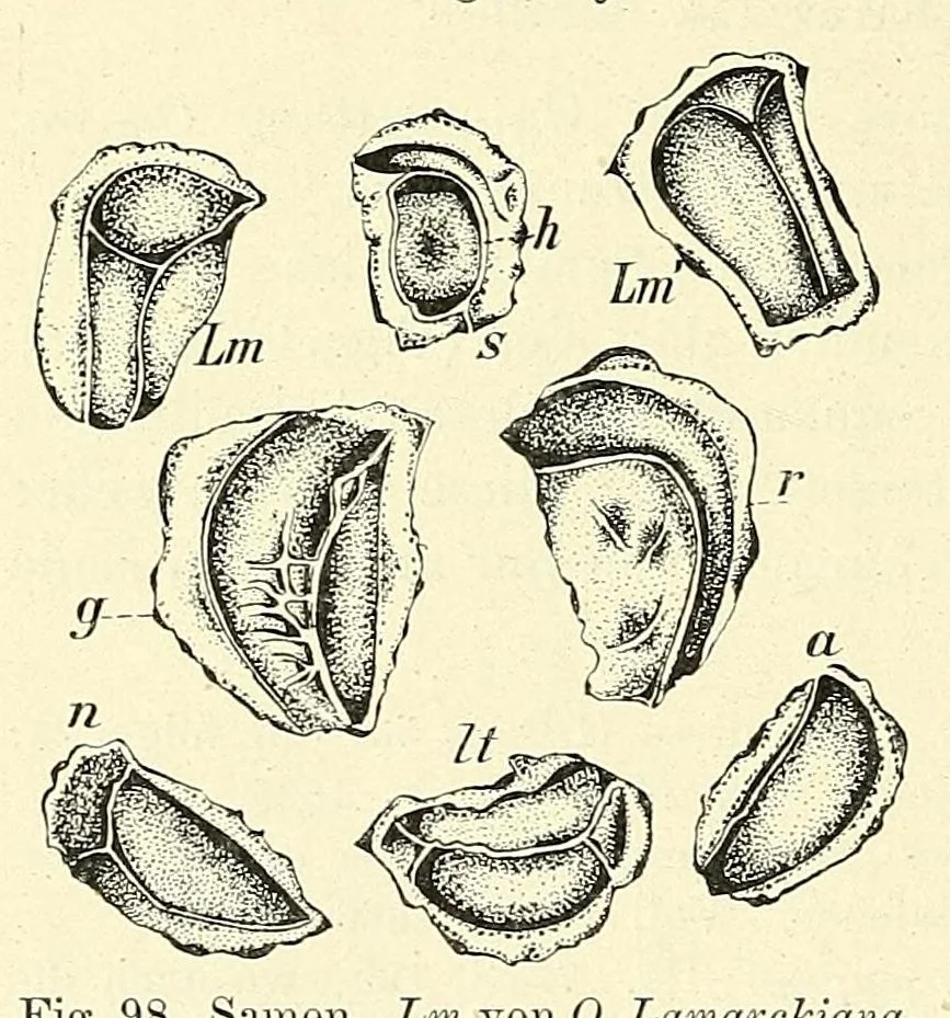 An illustration from Die mutationstheorie. Versuche und beobachtungen über die entstehung von arten im pflanzenreich, 1901, leaf 338