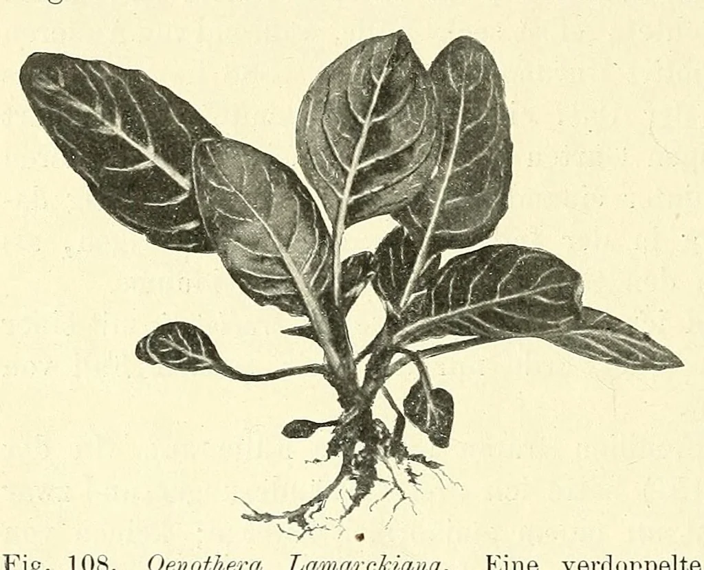 An illustration from Die mutationstheorie. Versuche und beobachtungen über die entstehung von arten im pflanzenreich, 1901, leaf 368