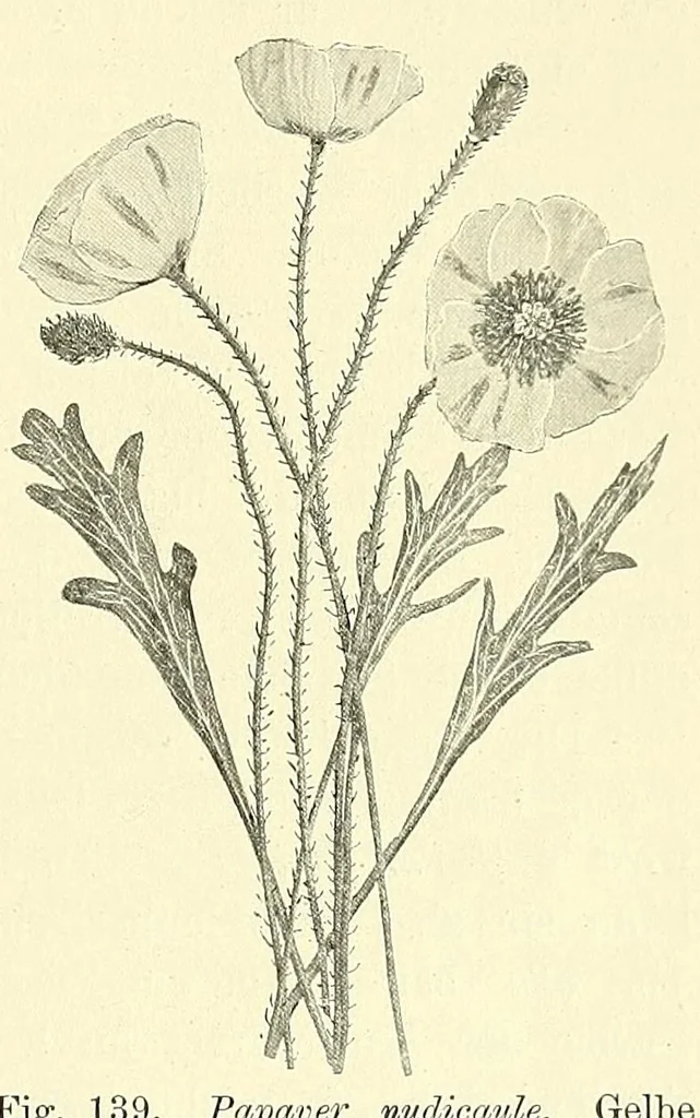 An illustration from Die mutationstheorie. Versuche und beobachtungen über die entstehung von arten im pflanzenreich, 1901, leaf 521