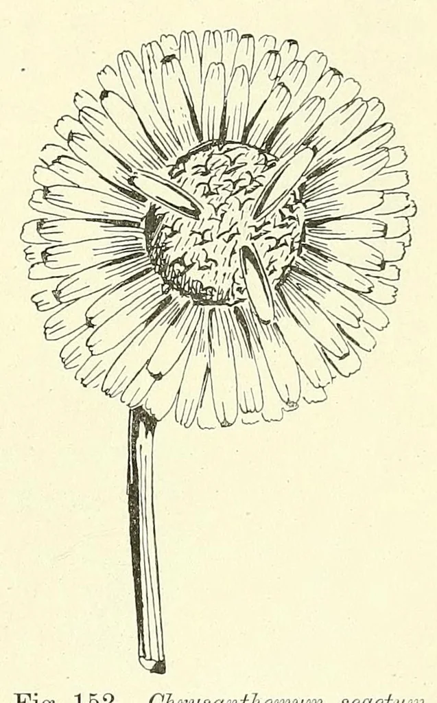 An illustration from Die mutationstheorie. Versuche und beobachtungen über die entstehung von arten im pflanzenreich, 1901, leaf 569