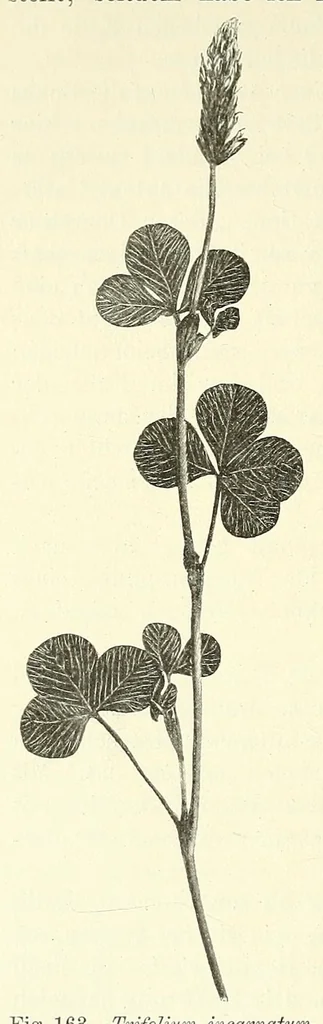 An illustration from Die mutationstheorie. Versuche und beobachtungen über die entstehung von arten im pflanzenreich, 1901, leaf 602