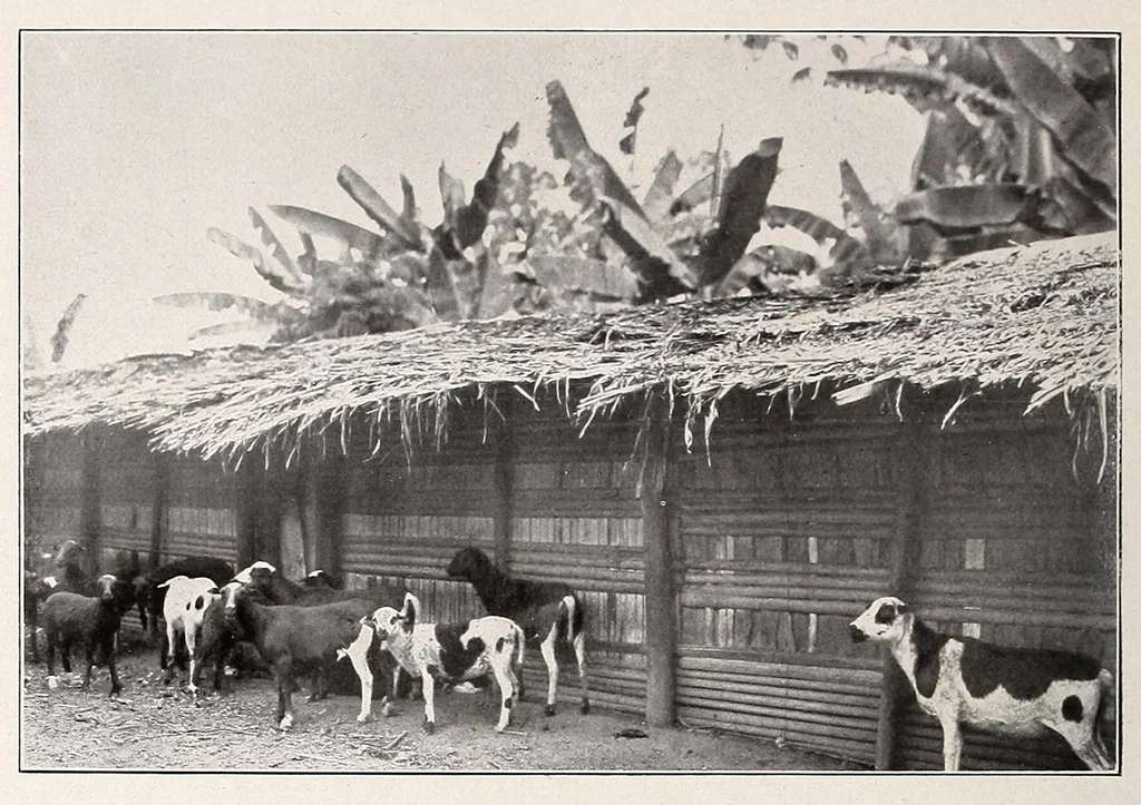 An illustration from Die Pangwe; völkerkundliche Monographie eines westafrikanischen Negerstammes; Ergebnisse der Lübecker Pangwe-expedition 1907-1909 und früherer Forschungen 1904-1907, 1913, leaf 156