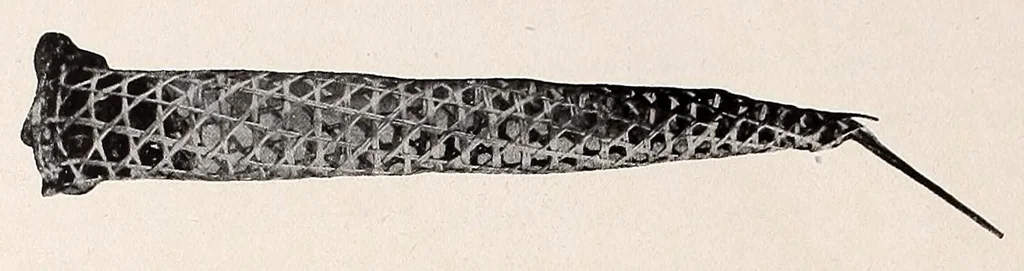 An illustration from Die Pangwe; völkerkundliche Monographie eines westafrikanischen Negerstammes; Ergebnisse der Lübecker Pangwe-expedition 1907-1909 und früherer Forschungen 1904-1907, 1913, leaf 190