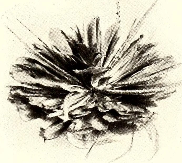An illustration from Die Pangwe; völkerkundliche Monographie eines westafrikanischen Negerstammes; Ergebnisse der Lübecker Pangwe-expedition 1907-1909 und früherer Forschungen 1904-1907, 1913, leaf 77