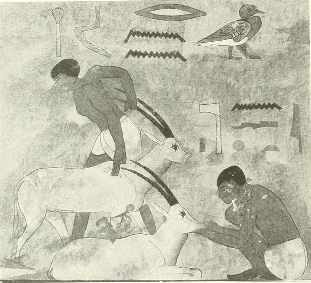An illustration from Die Reliefs und Malereien des mittleren Reiches (VII.-XVII. Dynastie, ca. 2475-1580 v. Chr.) : Material zur agyptischen Kulturgeschichte, 1922, leaf 20