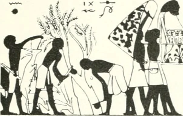 An illustration from Die Reliefs und Malereien des mittleren Reiches (VII.-XVII. Dynastie, ca. 2475-1580 v. Chr.) : Material zur agyptischen Kulturgeschichte, 1922, leaf 61