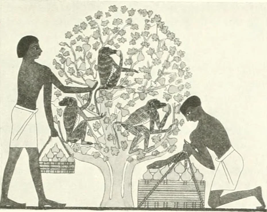 An illustration from Die Reliefs und Malereien des mittleren Reiches (VII.-XVII. Dynastie, ca. 2475-1580 v. Chr.) : Material zur agyptischen Kulturgeschichte, 1922, leaf 67