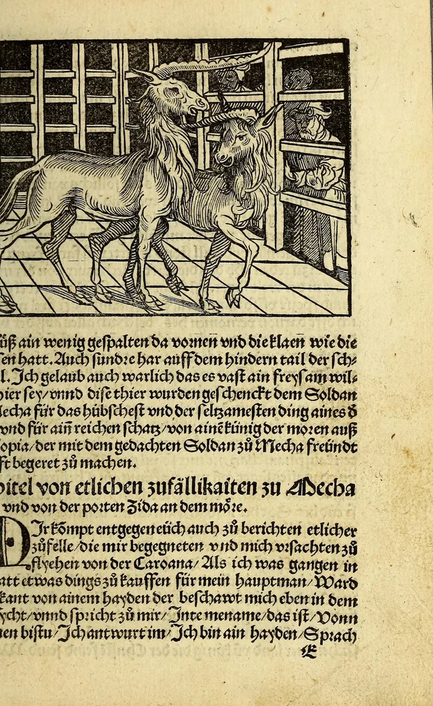 An illustration from Die ritterlich vnd lobwirdig Raiss des gestre[n]gen vnd über all ander weyt erfarnen Ritters vn[d] Landtfarers, Herren Ludowico Vartomans von Bolonia. Sagent vo[n] den Landen Egipto. Syria, vo[n] bayden Arabia. Persia. India. vn[d] Ethiopia ., 1518, leaf 41
