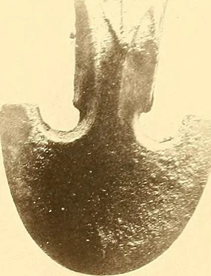 An illustration from Die Sammlungen des Kaukasischen Museums, 1902, leaf 137
