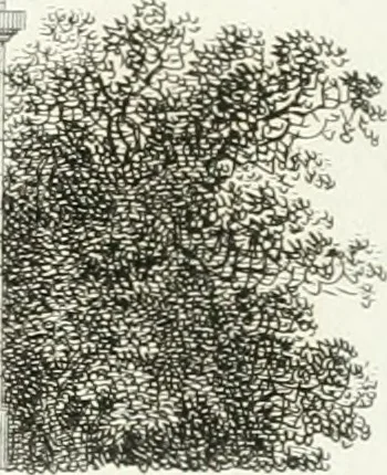 An illustration from Die schöne Landbaukunst, oder, Neue Ideen und Vorschriften zu Landgebäuden, Landhäusern und Oekonomie-Gebäuden im gefälligen : Ideen zu Gebäuden für öffentliche und Privatbelustigungen, ingleichen zu Gebäuden im ernsthaftern aber edlen Style, in Grundrissen, Aufrissen und Durchschnitten, 1798, leaf 50