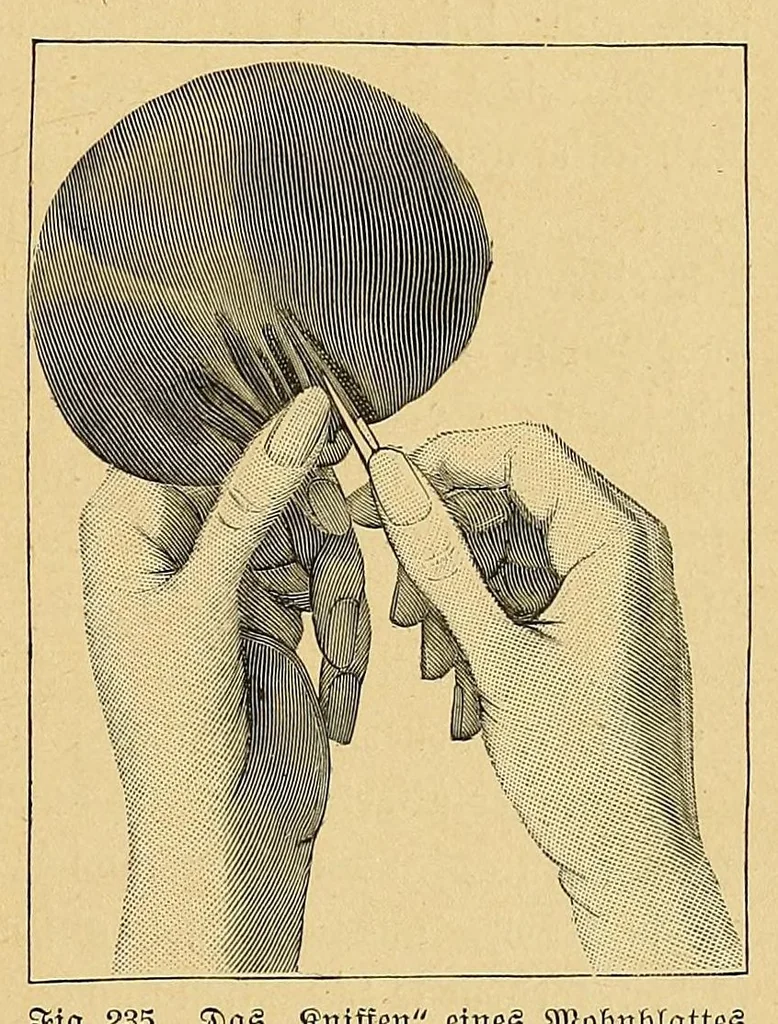 An illustration from Die tüchtige Hausfrau; ein praktisches Nachschlagebuch .., 1913, leaf 213