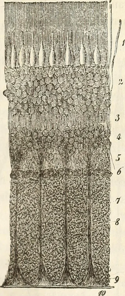 An illustration from Die Theorie des Sehens und räumlichen Vorstellens, vom physikalischen, physiologischen und psychologischen Standpunkte, 1861, leaf 223
