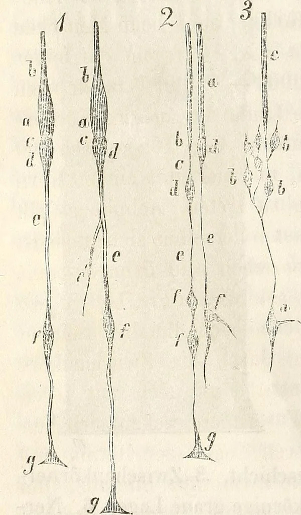 An illustration from Die Theorie des Sehens und räumlichen Vorstellens, vom physikalischen, physiologischen und psychologischen Standpunkte, 1861, leaf 224