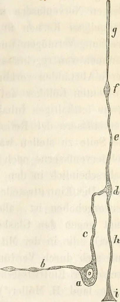 An illustration from Die Theorie des Sehens und räumlichen Vorstellens, vom physikalischen, physiologischen und psychologischen Standpunkte, 1861, leaf 227