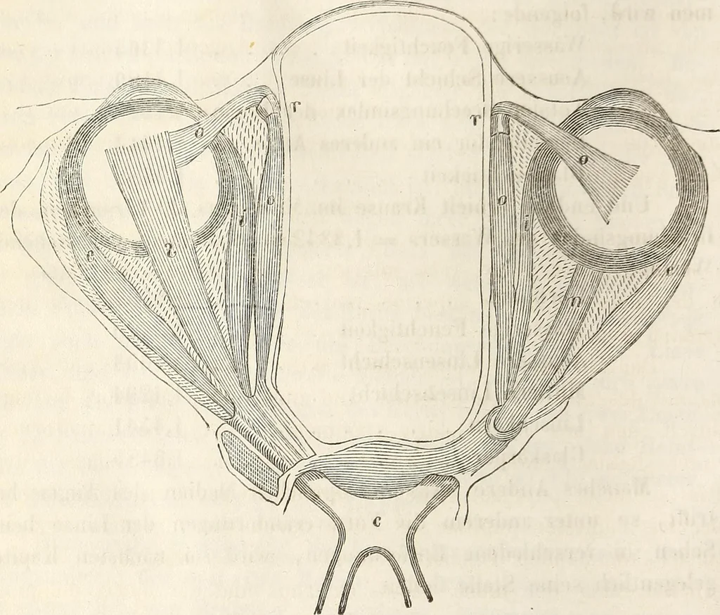 An illustration from Die Theorie des Sehens und räumlichen Vorstellens, vom physikalischen, physiologischen und psychologischen Standpunkte, 1861, leaf 246