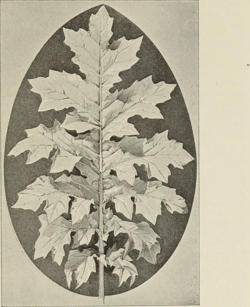 An illustration from Die Ursprungsformen des griechischen Akanthusornamentes und ihre naturlichen Vorbilder, 1896, leaf 10