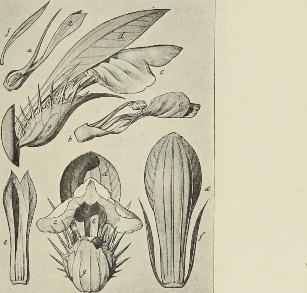 An illustration from Die Ursprungsformen des griechischen Akanthusornamentes und ihre naturlichen Vorbilder, 1896, leaf 14