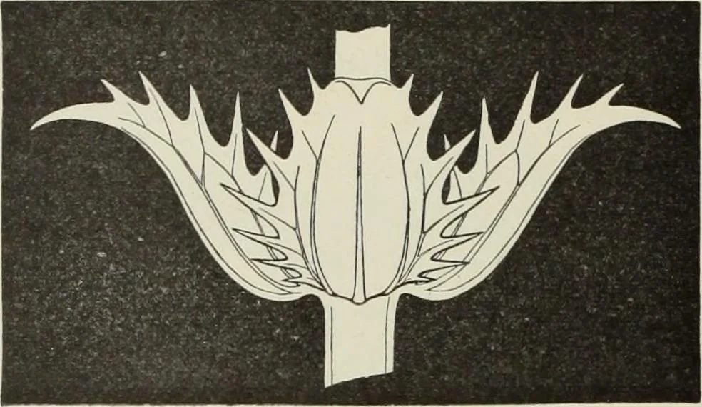 An illustration from Die Ursprungsformen des griechischen Akanthusornamentes und ihre naturlichen Vorbilder, 1896, leaf 15