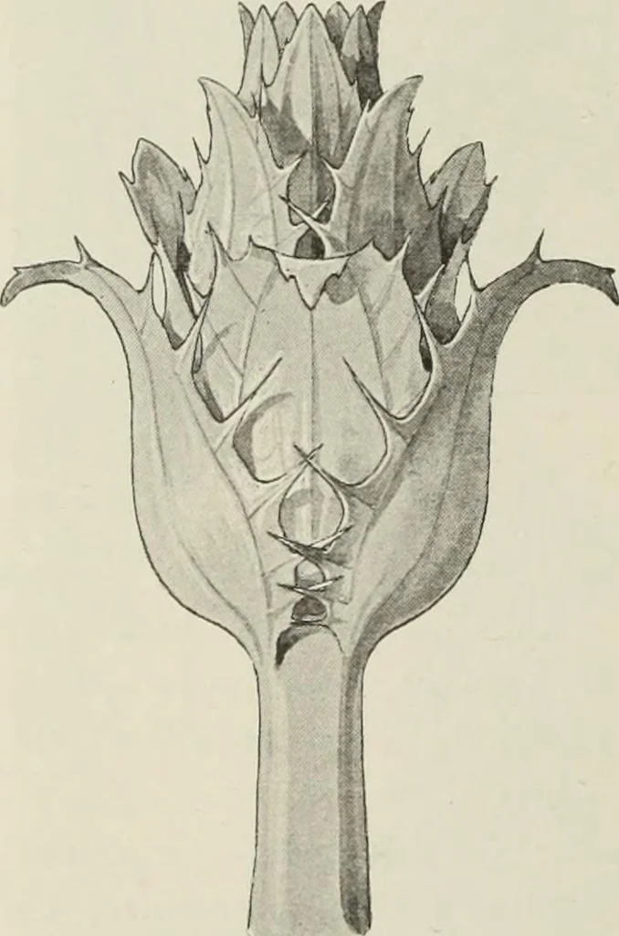 An illustration from Die Ursprungsformen des griechischen Akanthusornamentes und ihre naturlichen Vorbilder, 1896, leaf 15