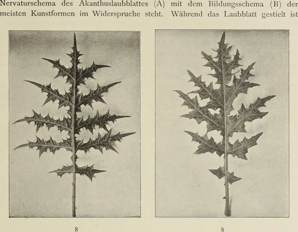 An illustration from Die Ursprungsformen des griechischen Akanthusornamentes und ihre naturlichen Vorbilder, 1896, leaf 16