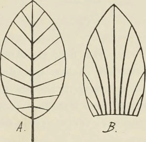 An illustration from Die Ursprungsformen des griechischen Akanthusornamentes und ihre naturlichen Vorbilder, 1896, leaf 16