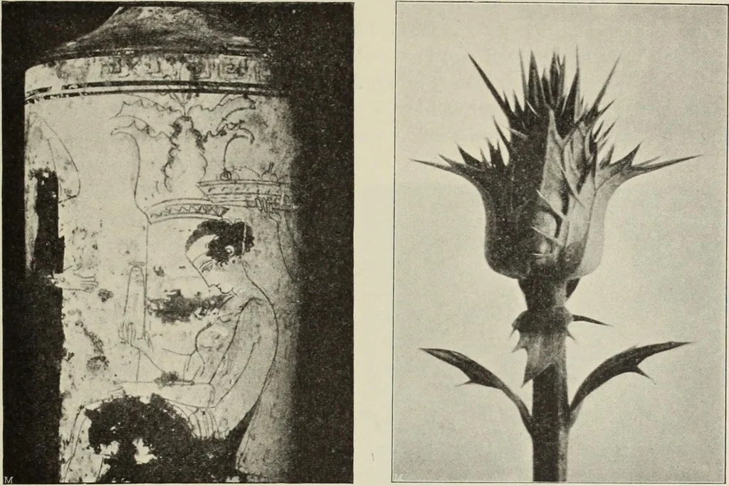 An illustration from Die Ursprungsformen des griechischen Akanthusornamentes und ihre naturlichen Vorbilder, 1896, leaf 20
