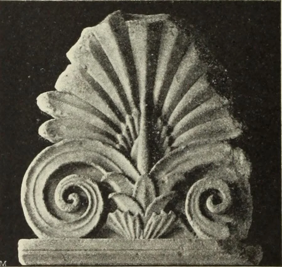 An illustration from Die Ursprungsformen des griechischen Akanthusornamentes und ihre naturlichen Vorbilder, 1896, leaf 21