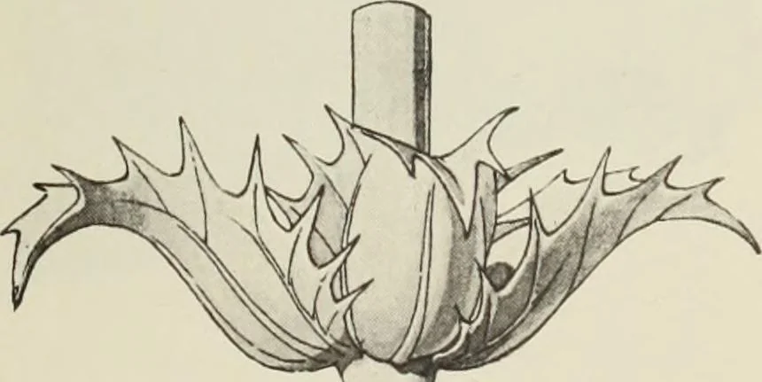 An illustration from Die Ursprungsformen des griechischen Akanthusornamentes und ihre naturlichen Vorbilder, 1896, leaf 22