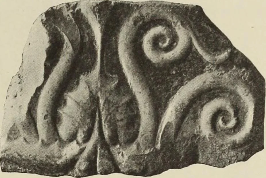 An illustration from Die Ursprungsformen des griechischen Akanthusornamentes und ihre naturlichen Vorbilder, 1896, leaf 24