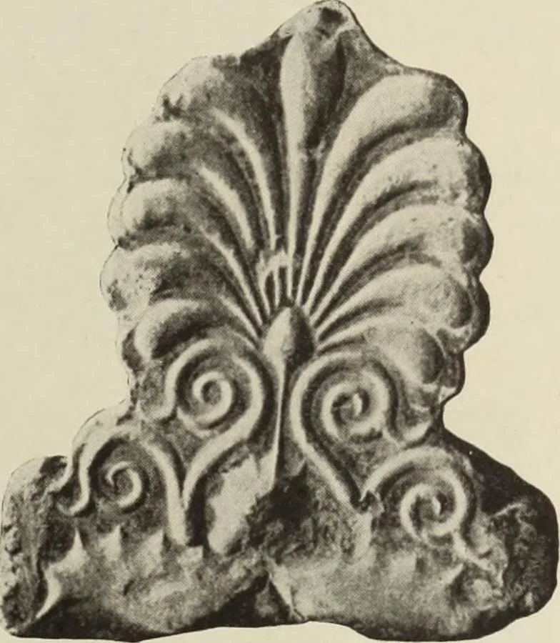 An illustration from Die Ursprungsformen des griechischen Akanthusornamentes und ihre naturlichen Vorbilder, 1896, leaf 24