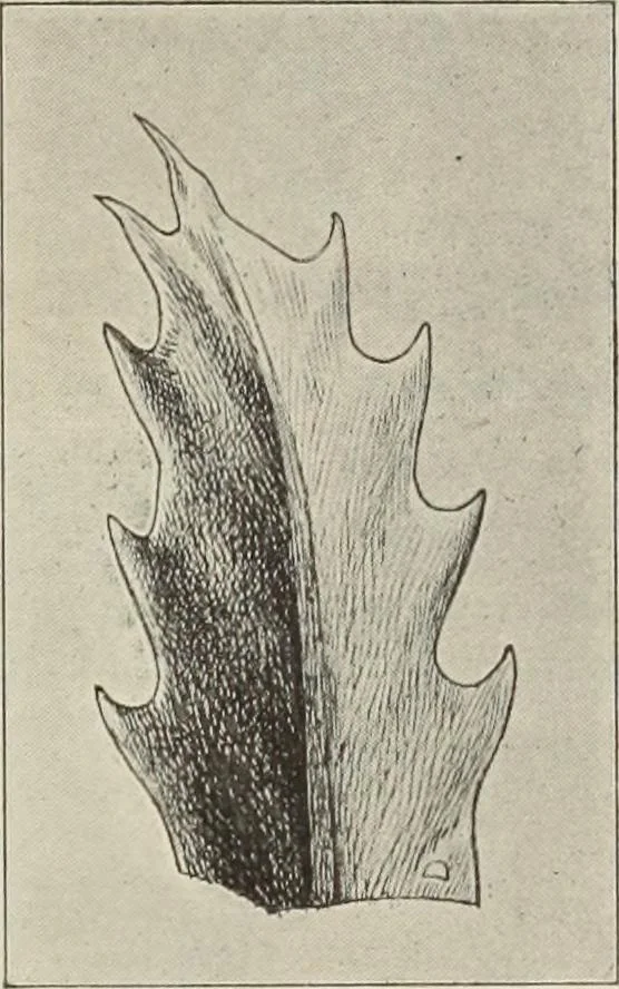 An illustration from Die Ursprungsformen des griechischen Akanthusornamentes und ihre naturlichen Vorbilder, 1896, leaf 26