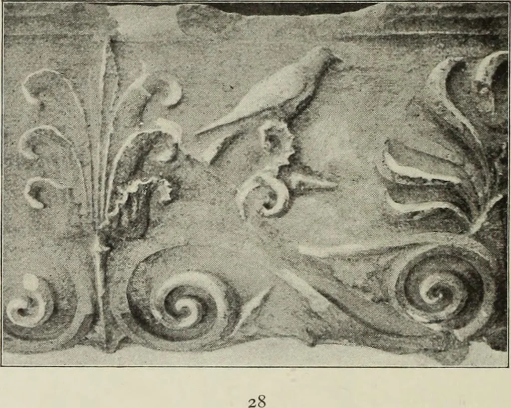 An illustration from Die Ursprungsformen des griechischen Akanthusornamentes und ihre naturlichen Vorbilder, 1896, leaf 27