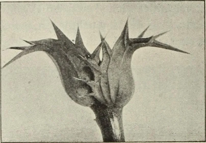 An illustration from Die Ursprungsformen des griechischen Akanthusornamentes und ihre naturlichen Vorbilder, 1896, leaf 31