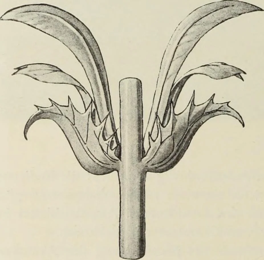 An illustration from Die Ursprungsformen des griechischen Akanthusornamentes und ihre naturlichen Vorbilder, 1896, leaf 31