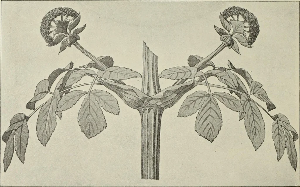 An illustration from Die Ursprungsformen des griechischen Akanthusornamentes und ihre naturlichen Vorbilder, 1896, leaf 35
