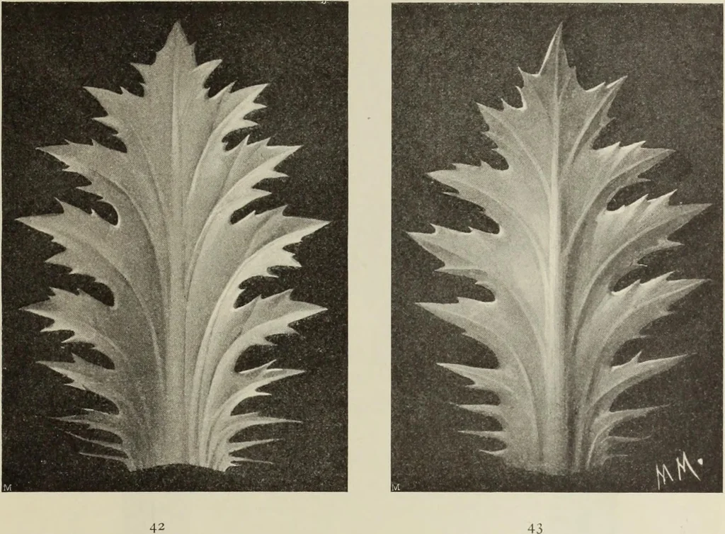 An illustration from Die Ursprungsformen des griechischen Akanthusornamentes und ihre naturlichen Vorbilder, 1896, leaf 38