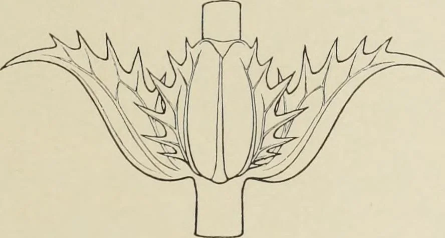 An illustration from Die Ursprungsformen des griechischen Akanthusornamentes und ihre naturlichen Vorbilder, 1896, leaf 4