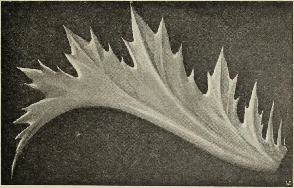 An illustration from Die Ursprungsformen des griechischen Akanthusornamentes und ihre naturlichen Vorbilder, 1896, leaf 40