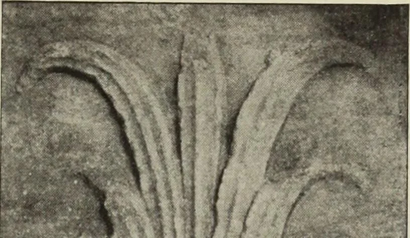 An illustration from Die Ursprungsformen des griechischen Akanthusornamentes und ihre naturlichen Vorbilder, 1896, leaf 42