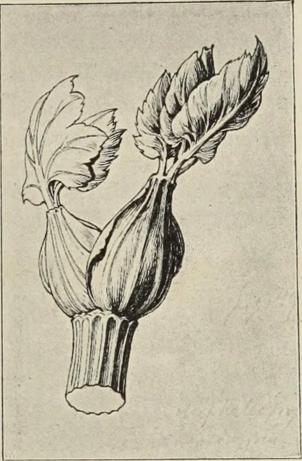 An illustration from Die Ursprungsformen des griechischen Akanthusornamentes und ihre naturlichen Vorbilder, 1896, leaf 44