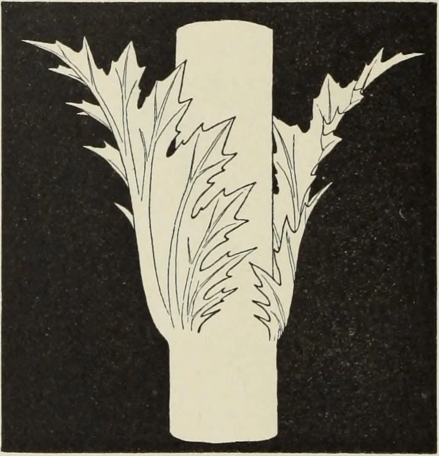 An illustration from Die Ursprungsformen des griechischen Akanthusornamentes und ihre naturlichen Vorbilder, 1896, leaf 45