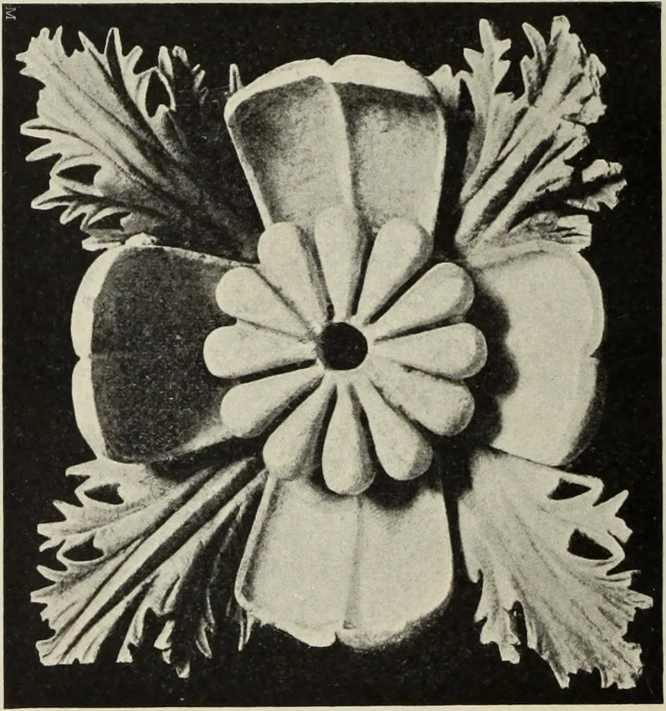 An illustration from Die Ursprungsformen des griechischen Akanthusornamentes und ihre naturlichen Vorbilder, 1896, leaf 47