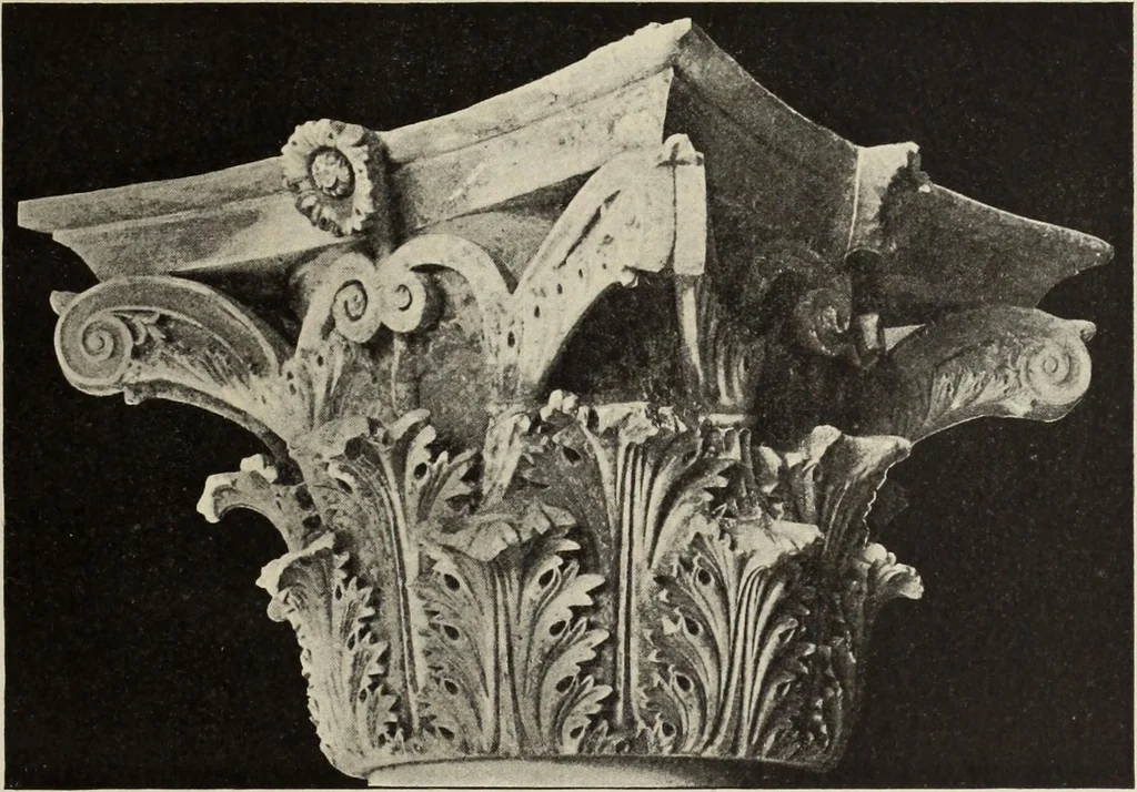 An illustration from Die Ursprungsformen des griechischen Akanthusornamentes und ihre naturlichen Vorbilder, 1896, leaf 48
